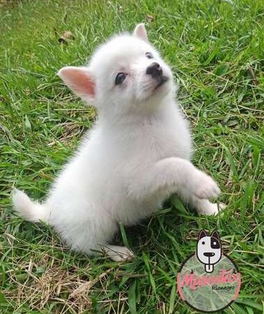 Venta De Cachorros Pomsky En Bogota