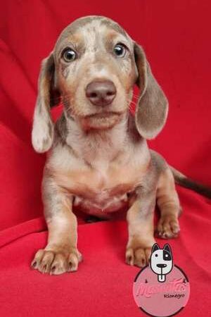 Venta de Perros Salchichas Teckel Isabella Bogotá