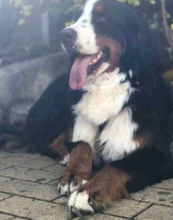 Bernés de la Montaña precio en Armenia