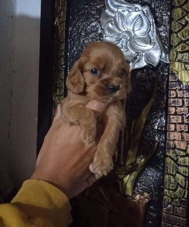 Venta de Perros Cocker Neiva