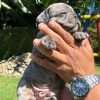 Bulldog Black Merle Rionegro - Image 3
