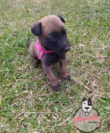 Venta de Perros De Pastor Belga Tunja