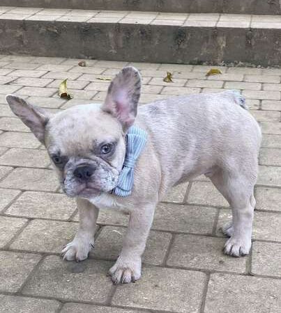 Criadores De Perros Bulldog Frances