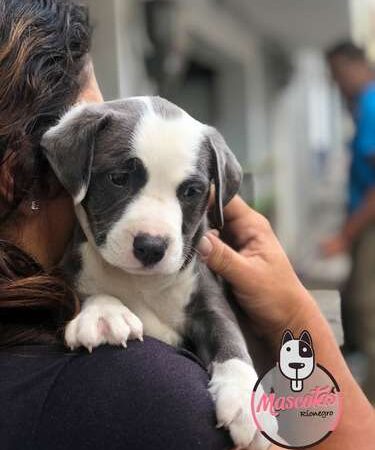 Precio Pitbull Mascotas Cali