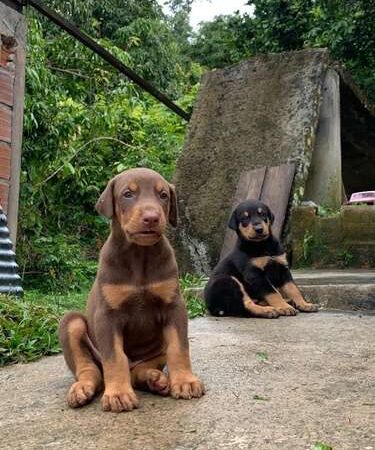 Precio Doberman colores tradicionales