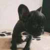 Bulldog frances bebe precio - Image 9