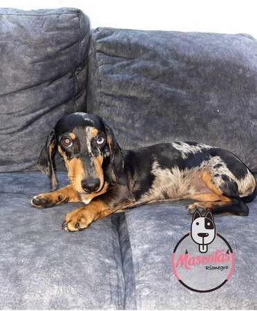 Venta de Cachorros Teckel Miniatura Bogotá