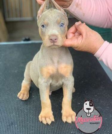 Venta de Perros Doberman Isabelino Bogotá