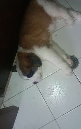 perro san bernardo precio Medellín