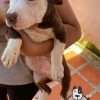 Venta de Perros Pitbull Blue Cali