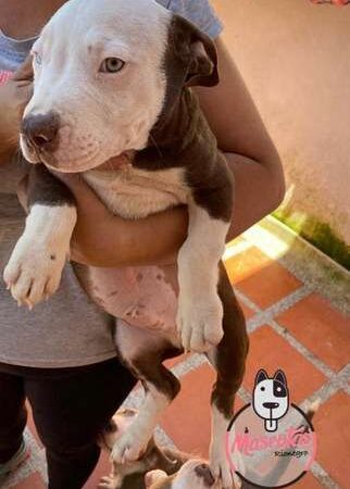Venta de Perros Pitbull Blue Cali