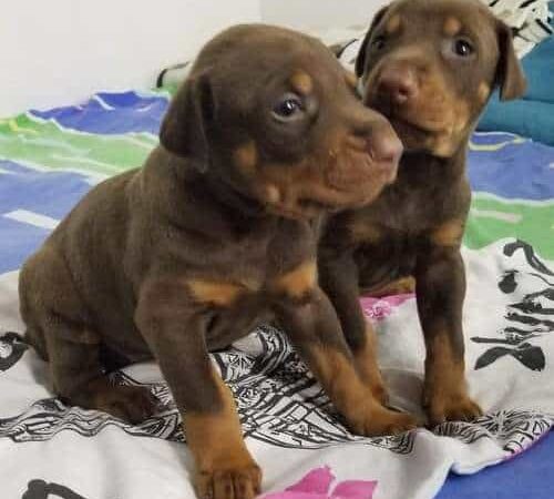 Venta de Perros Doberman Tunja Colombia