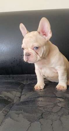 Precio Bulldog Francés en Santa Marta