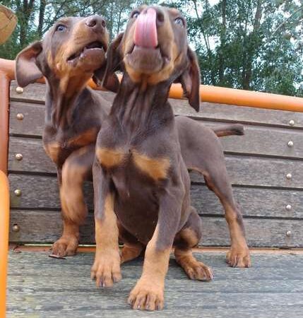 Precio Doberman en Cartagena