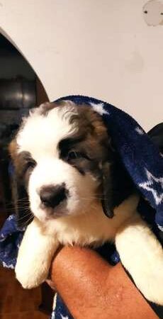 Perros Beethoven Mascotas Rionegro Medellín