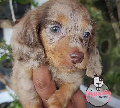 Venta Teckel Pelo Duro Isabela en Neiva