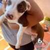 Venta de Perros Pitbull Pasto - Image 2