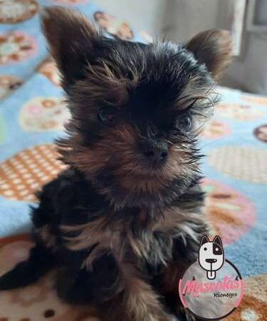 Venta de Perros Yorkshire Terrier Barranquilla