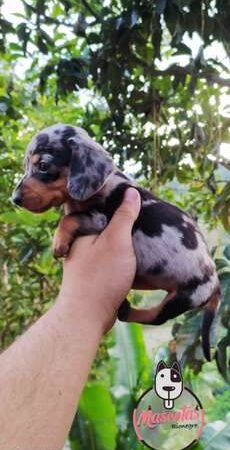 Venta de Perros Salchicha Pasto Colombia