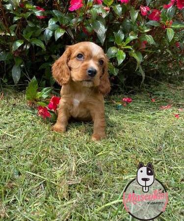Cocker Spaniel Inglés Precio