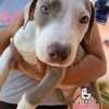Venta de Perros Pitbull Pasto - Image 3