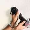Comprar Boston Terrier Tradicional - Image 2
