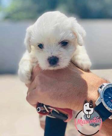 Venta de Perros Malteses Pereira