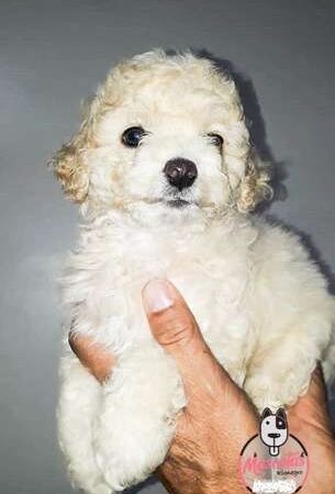 Venta de Perros Minitoy Neiva