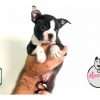 Comprar Boston Terrier Tradicional