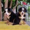 Perro De Berna Mascotas Rionegro Medellín - Image 2