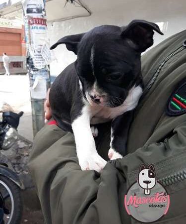 Criaderos Boston Terrier En Cali