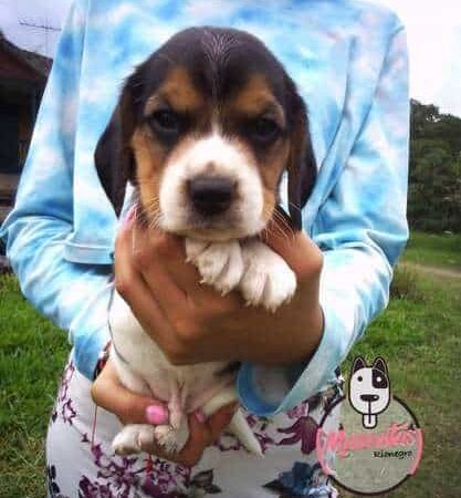 Venta de Perros Beagle Villavicencio