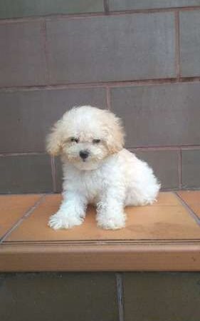 Venta de Cachorrros Minitoy Popayan