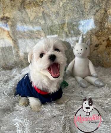Perro Bichon Maltes Precio Rebajado