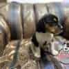 Venta de Perros  beagle en Cucuta - Image 2