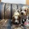 Beagle Limon enano precio