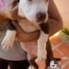 Venta de Perros Pitbull Blue Cali - Image 2