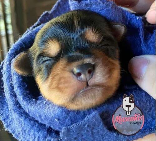 Venta de Cachorros Yorkie Terrier Mini Santa Marta
