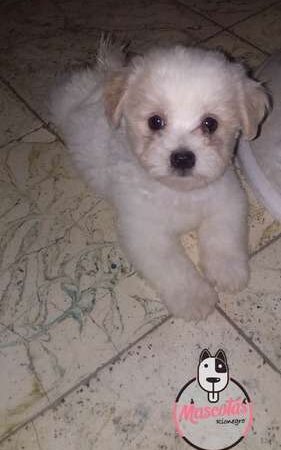 Perros Maltes En Venta Medellin Bogota Cali