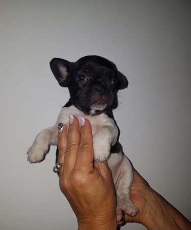 Bulldog Francés precio en Cúcuta