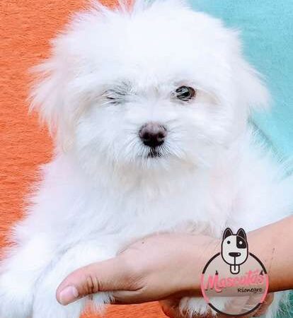 Bichon Maltes Precio Especial