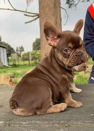 Bulldog Frances Chocolate Cocoa Precio Barranquilla