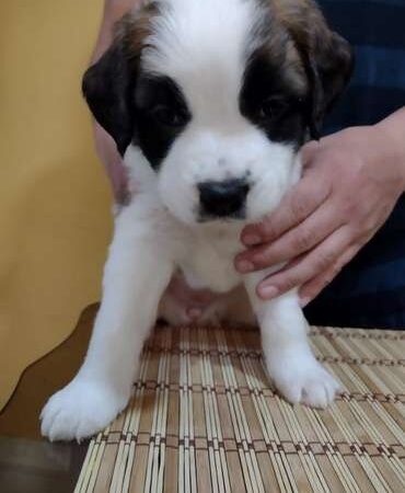 san bernardo precio colombia