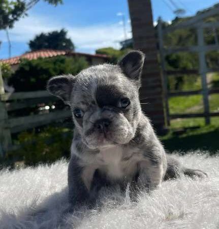 Perros En Venta Bulldog Frances Mascotas Medellin