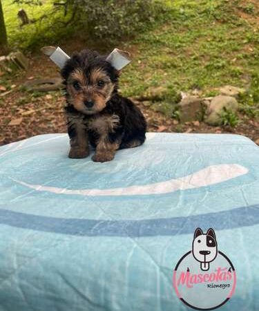 Precio Yorkshire Terrier en Santa Marta