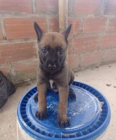 Pastor Belga Cachorros Precio en Colombia