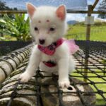 Pomsky Mini Blanco