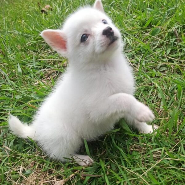 Raza de Perro Pomsky Blanco