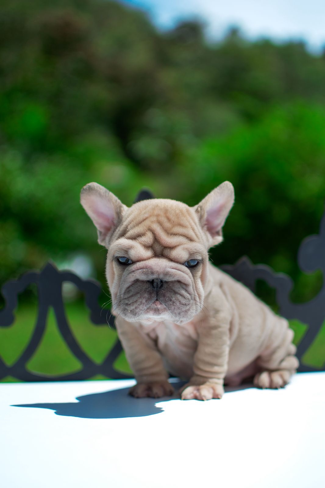 Bulldog Frances Pied Merle Medellin 3 Bulldog Frances Pied Merle Medellin - Image 3