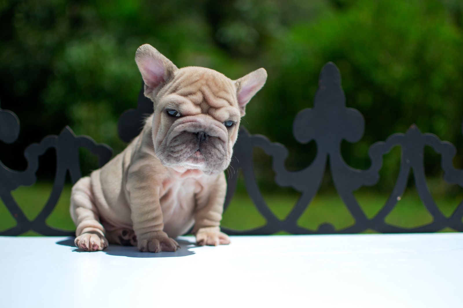 Bulldog Frances Pied Merle Medellin 5 Bulldog Frances Pied Merle Medellin - Image 5